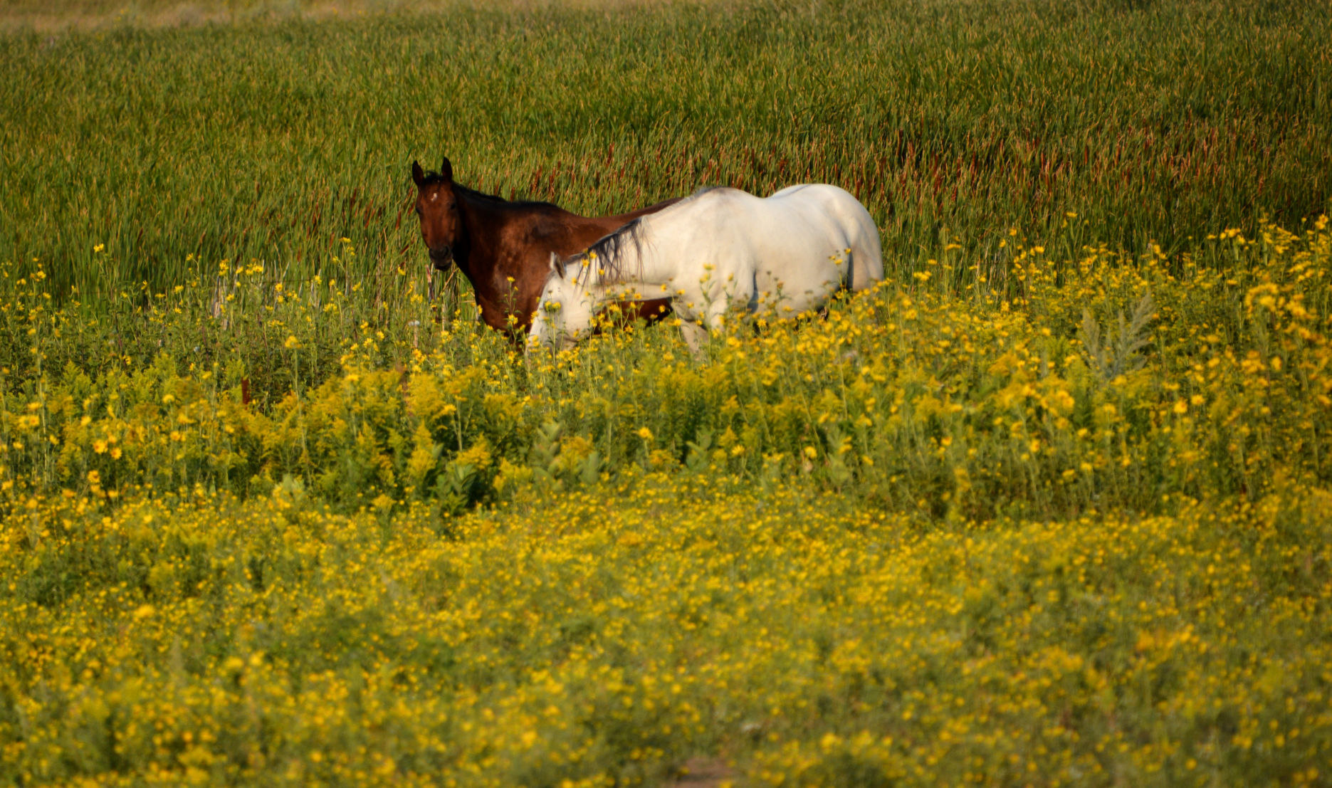 Grazing
